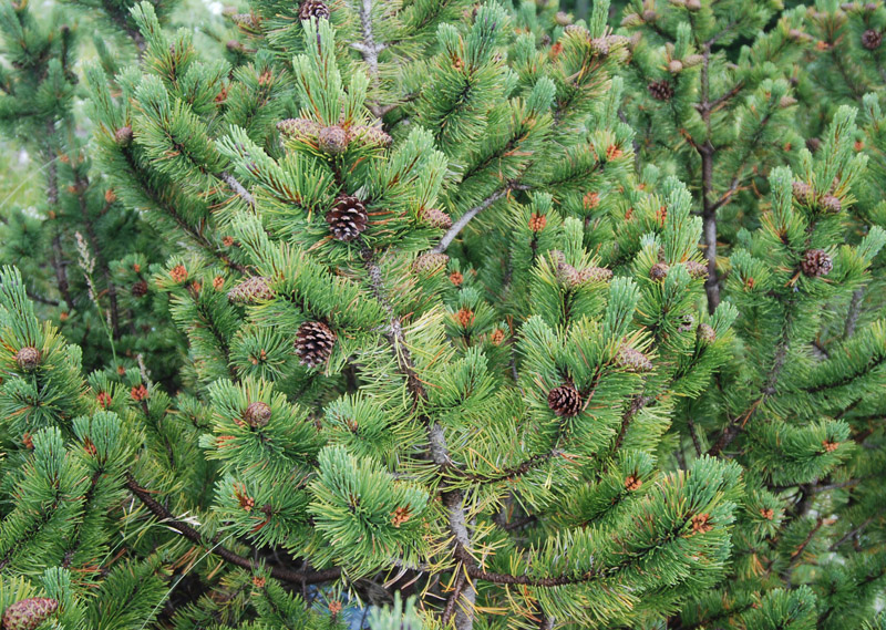 Image of Pinus mugo specimen.