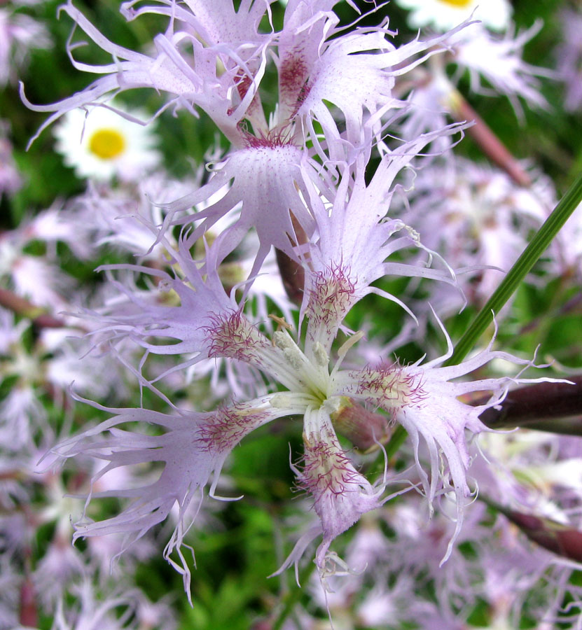 Image of Dianthus superbus specimen.