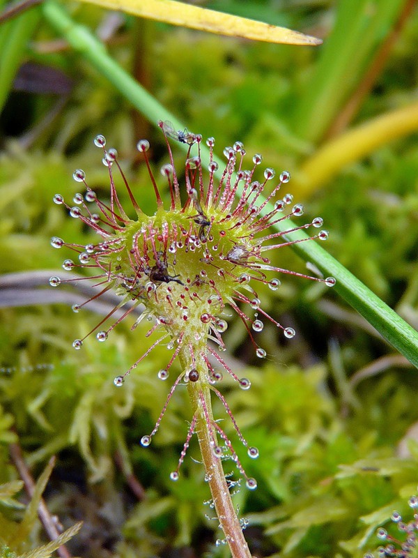 Image of Drosera rotundifolia specimen.