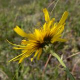 Hieracium umbellatum. Соцветие. Свердловская обл., окр. г. Североуральск, южная окраина Колонгинского водохранилища, болото. 14.08.2011.