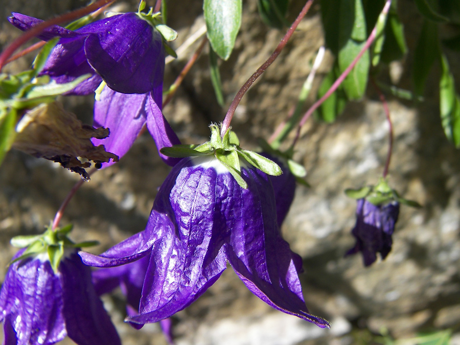 Image of Campanula saxifraga specimen.