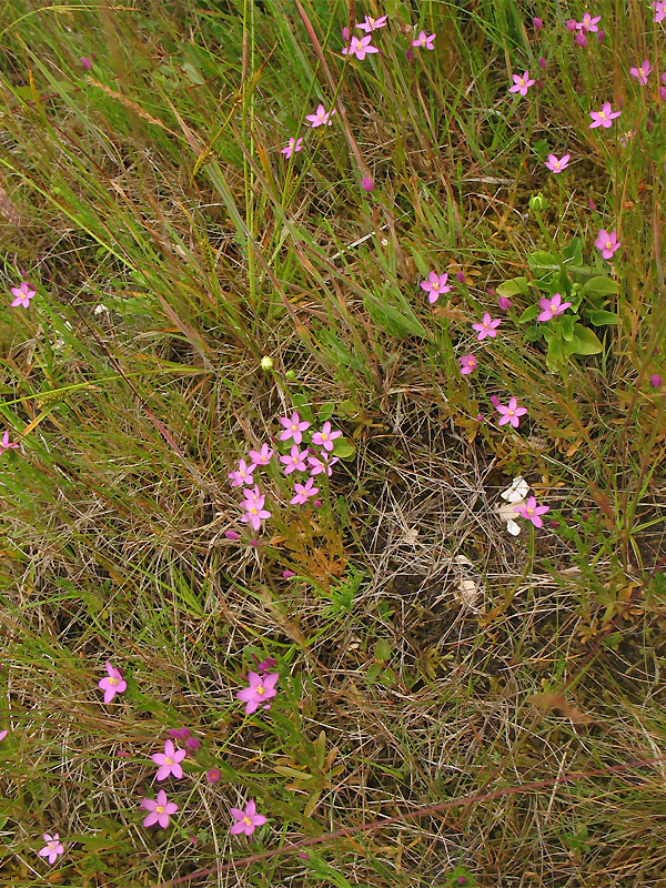 Изображение особи Centaurium littorale.