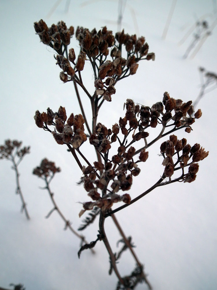 Image of Achillea apiculata specimen.