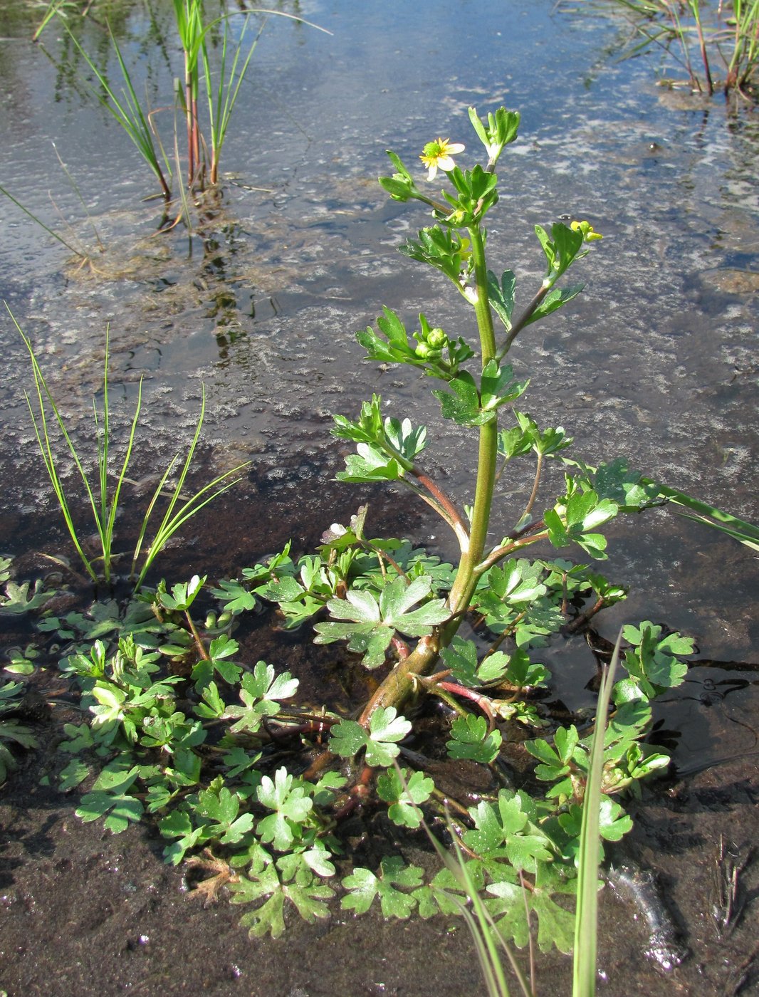 Изображение особи Ranunculus sceleratus.