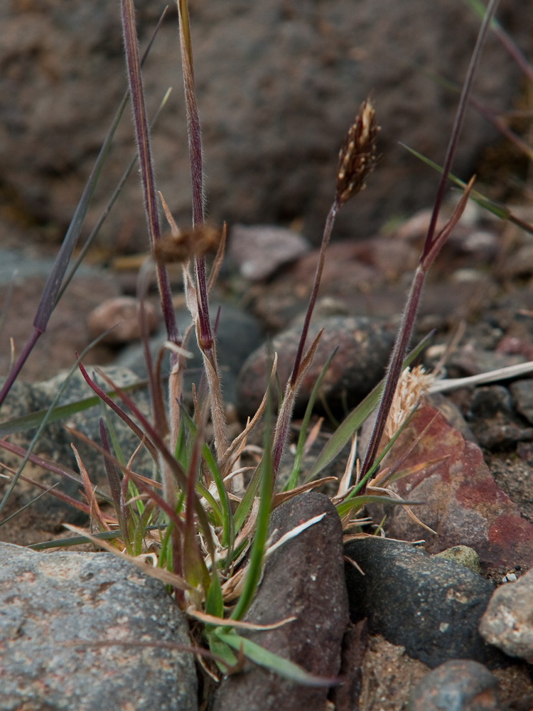 Изображение особи Trisetum spicatum.