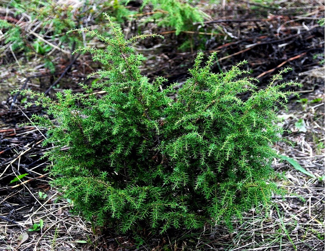 Image of Juniperus sibirica specimen.