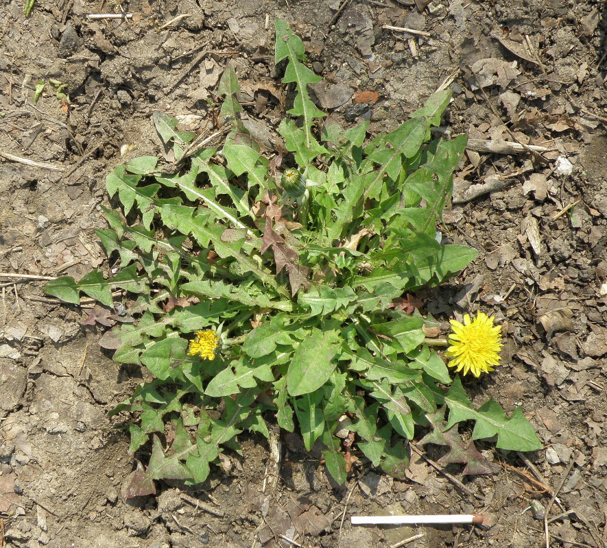 Image of genus Taraxacum specimen.