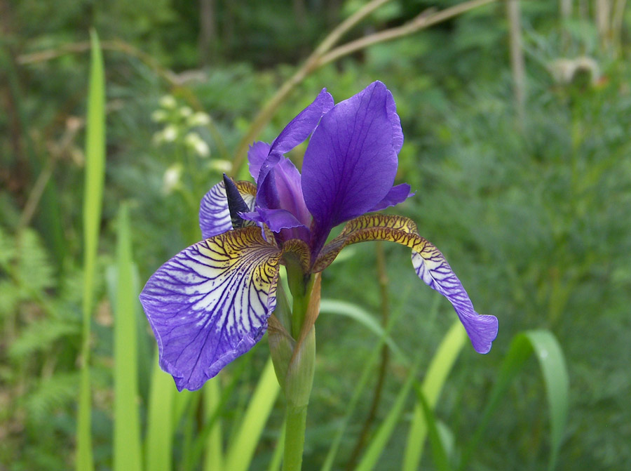 Image of genus Iris specimen.