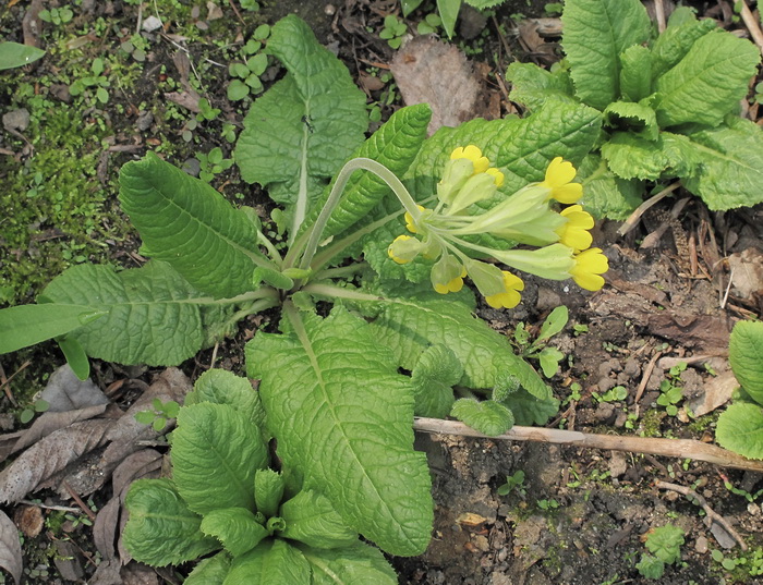 Image of Primula macrocalyx specimen.