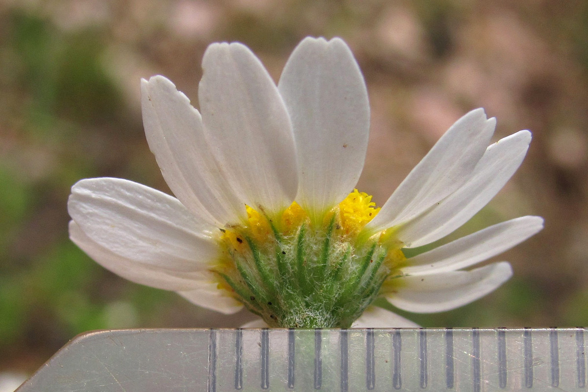 Изображение особи Anthemis cotula.