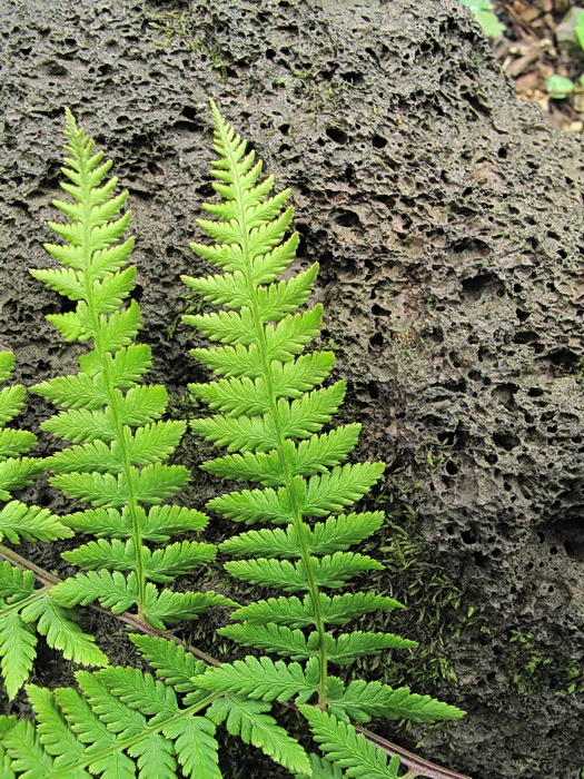 Image of Athyrium sinense specimen.