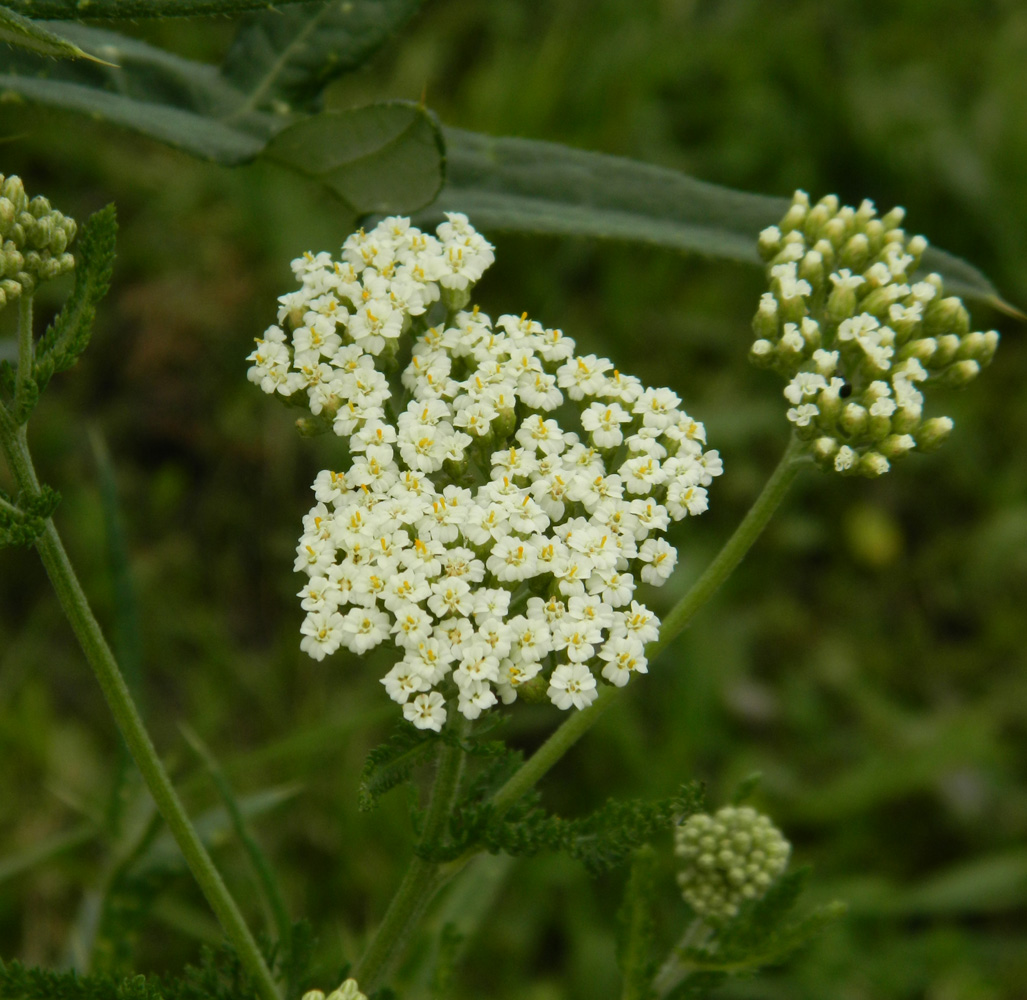 Изображение особи Achillea inundata.