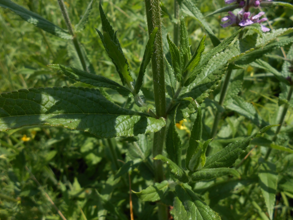 Изображение особи Stachys palustris.