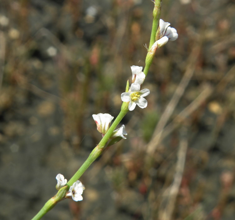 Изображение особи Polygonum arenarium.