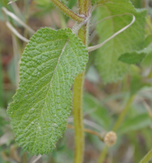 Изображение особи Salvia viridis.