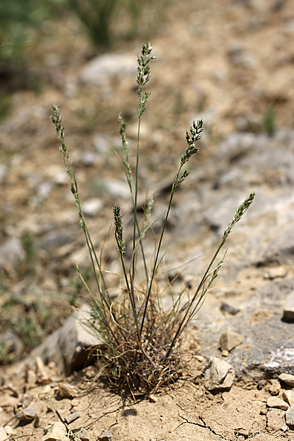 Image of genus Poa specimen.