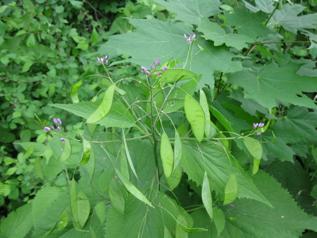 Изображение особи Lunaria rediviva.