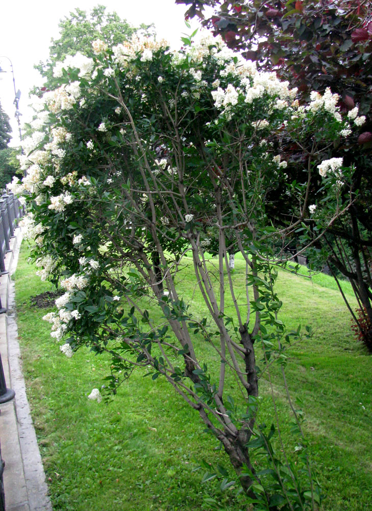 Image of Ligustrum vulgare specimen.