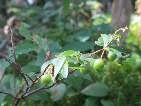 Image of genus Vaccinium specimen.