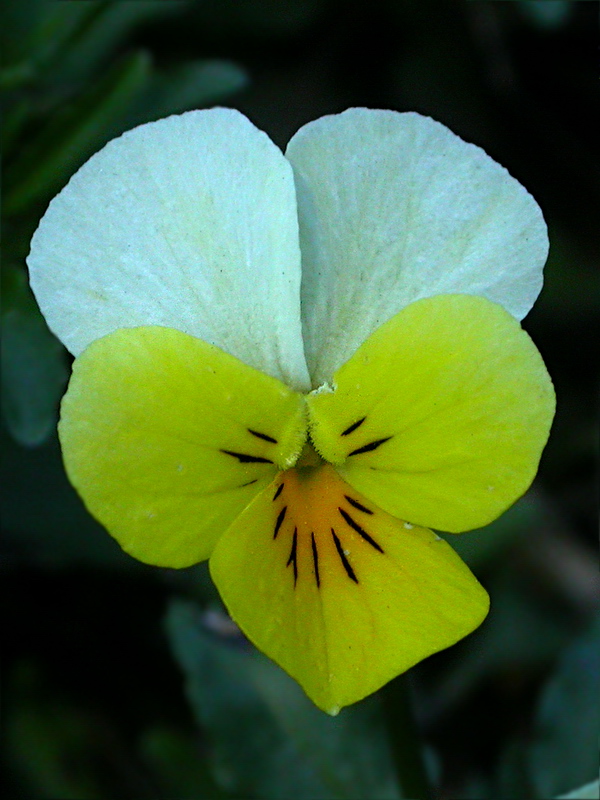 Image of Viola matutina specimen.