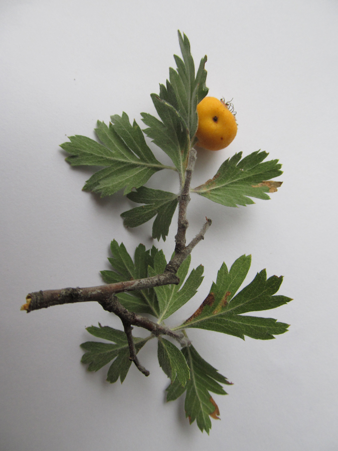 Image of Crataegus orientalis specimen.