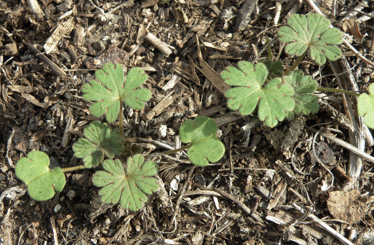 Image of Geranium divaricatum specimen.