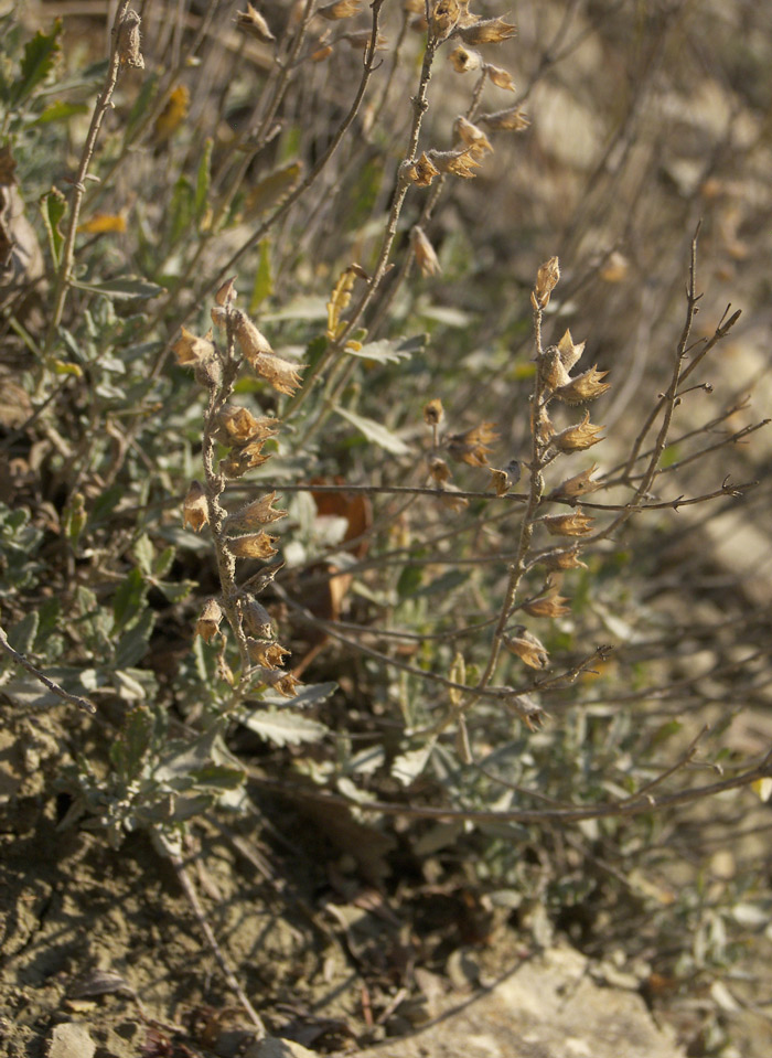 Изображение особи Teucrium canum.