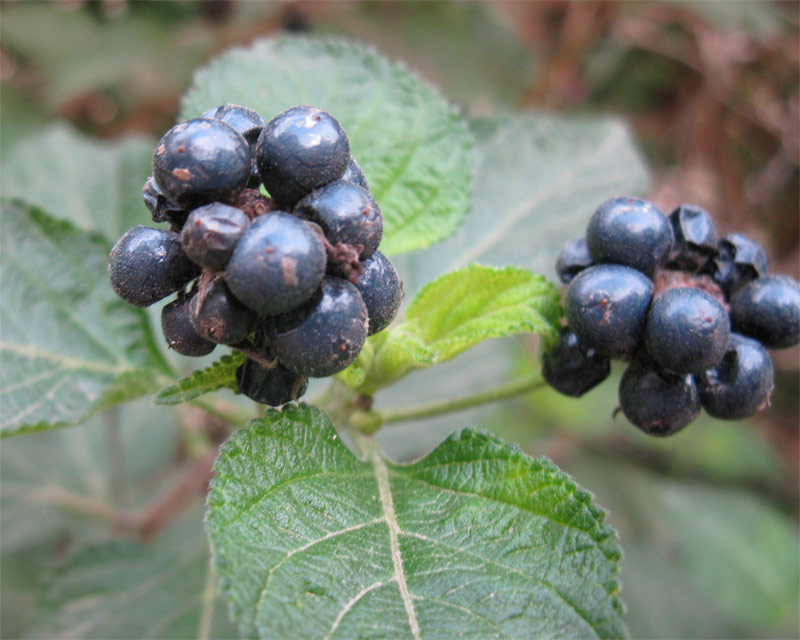 Image of Lantana camara specimen.