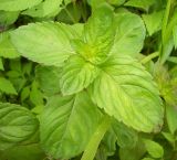 Mentha arvensis