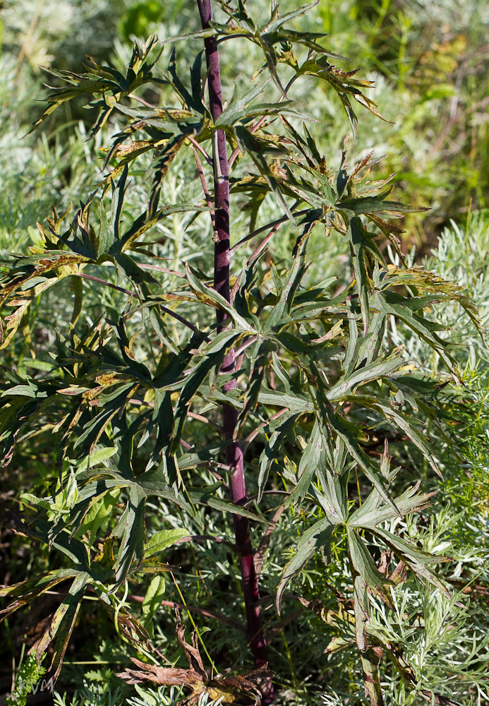 Image of Delphinium dictyocarpum specimen.