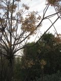 Melia azedarach. Ветви дерева с прошлогодними плодами. Израиль, г. Беэр-Шева, городское озеленение. 30.01.2013.