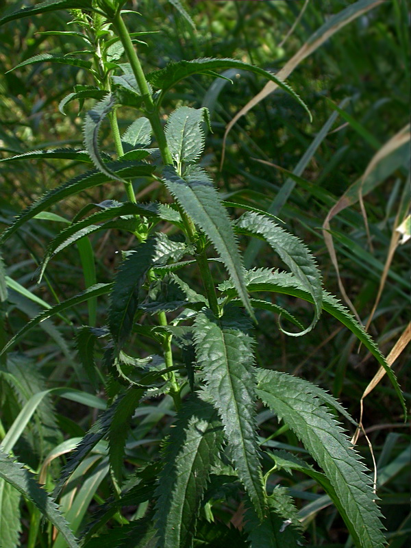 Image of Veronica longifolia specimen.