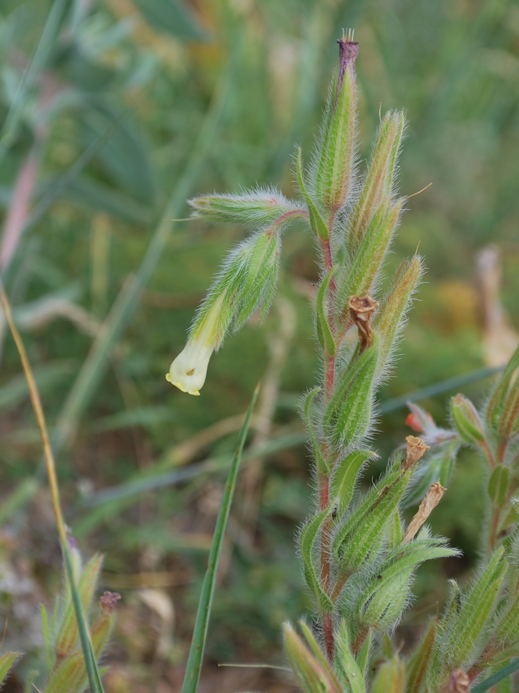 Image of Onosma dichroantha specimen.