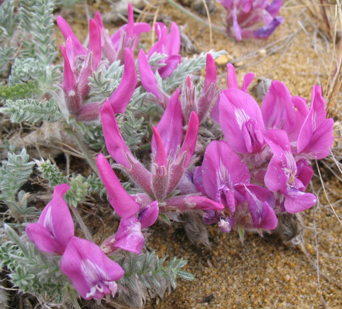 Image of Oxytropis lanata specimen.