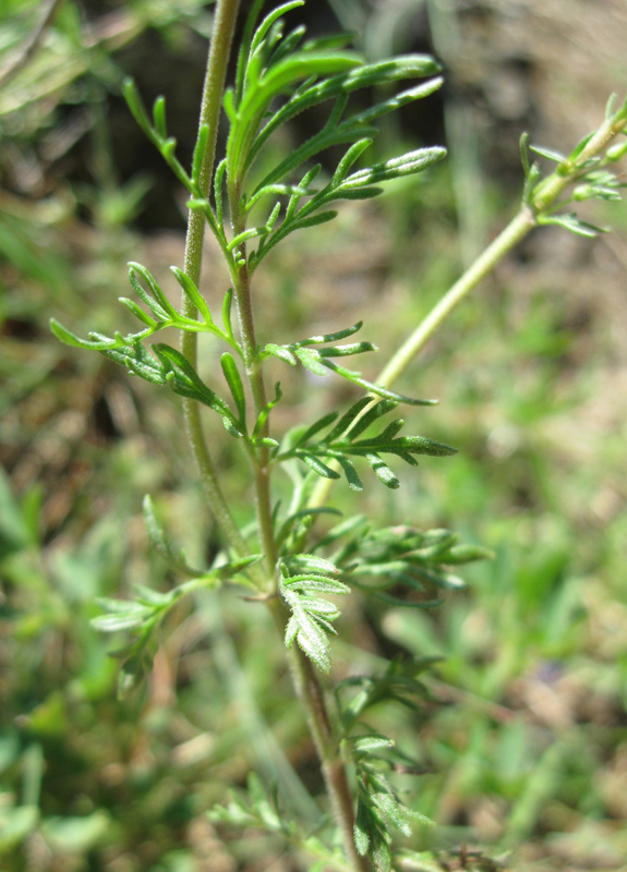 Image of Veronica capsellicarpa specimen.