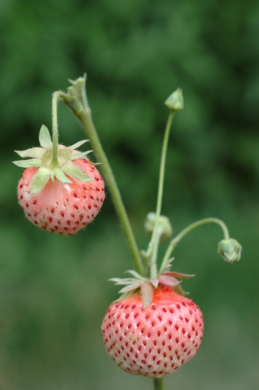 Image of Fragaria &times; ananassa specimen.