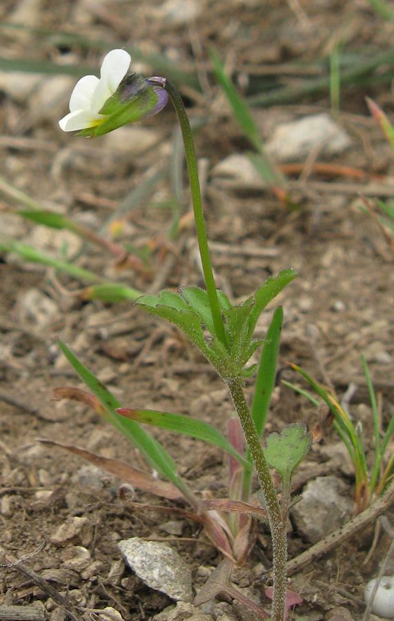 Image of Viola arvensis specimen.