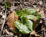 Arum maculatum. Листья. Германия, г. Krefeld, ботанический сад. 07.04.2013.