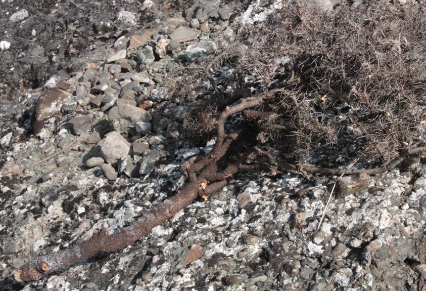 Image of Astragalus arnacantha specimen.