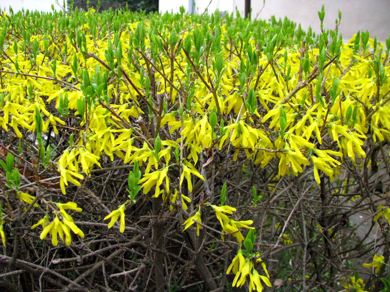 Image of Forsythia &times; intermedia specimen.