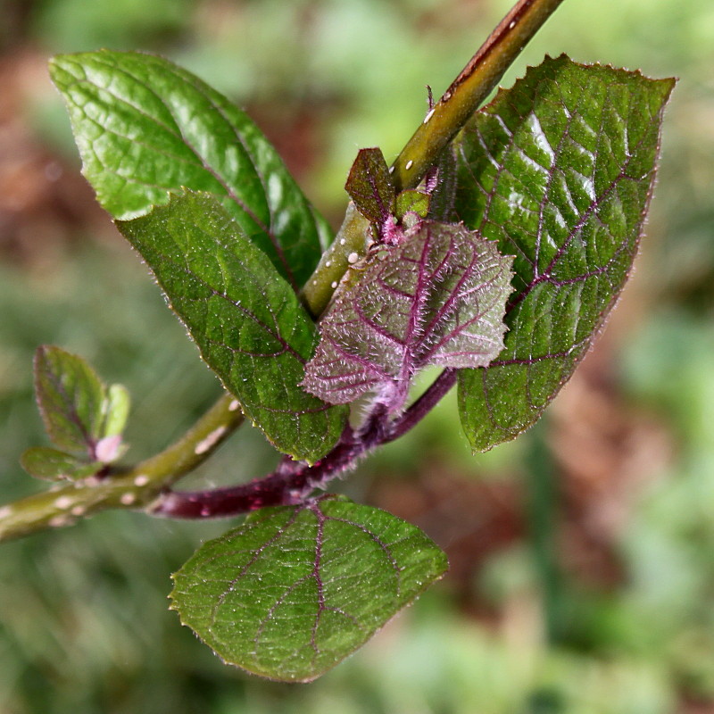 Image of Clerodendrum bungei specimen.