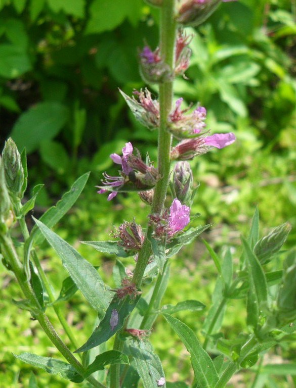 Image of Lythrum salicaria specimen.