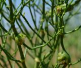 Anabasis aphylla
