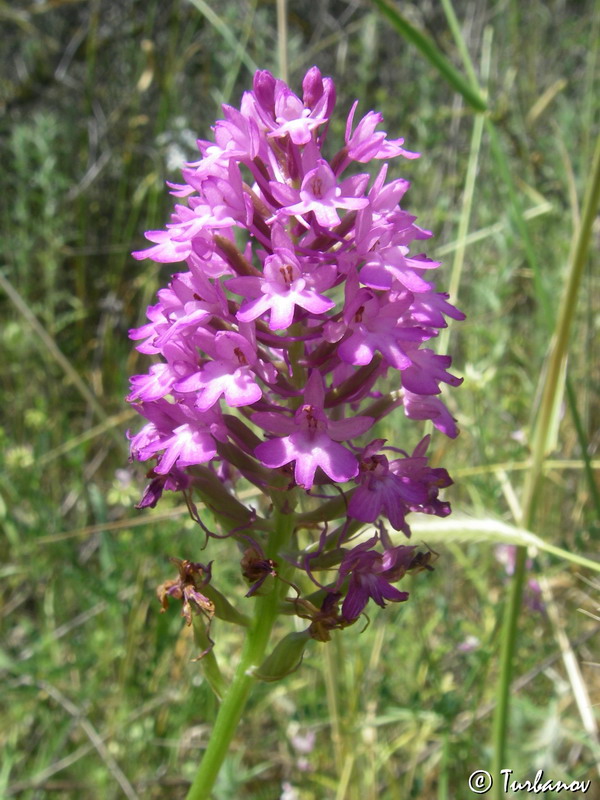 Изображение особи Anacamptis pyramidalis.