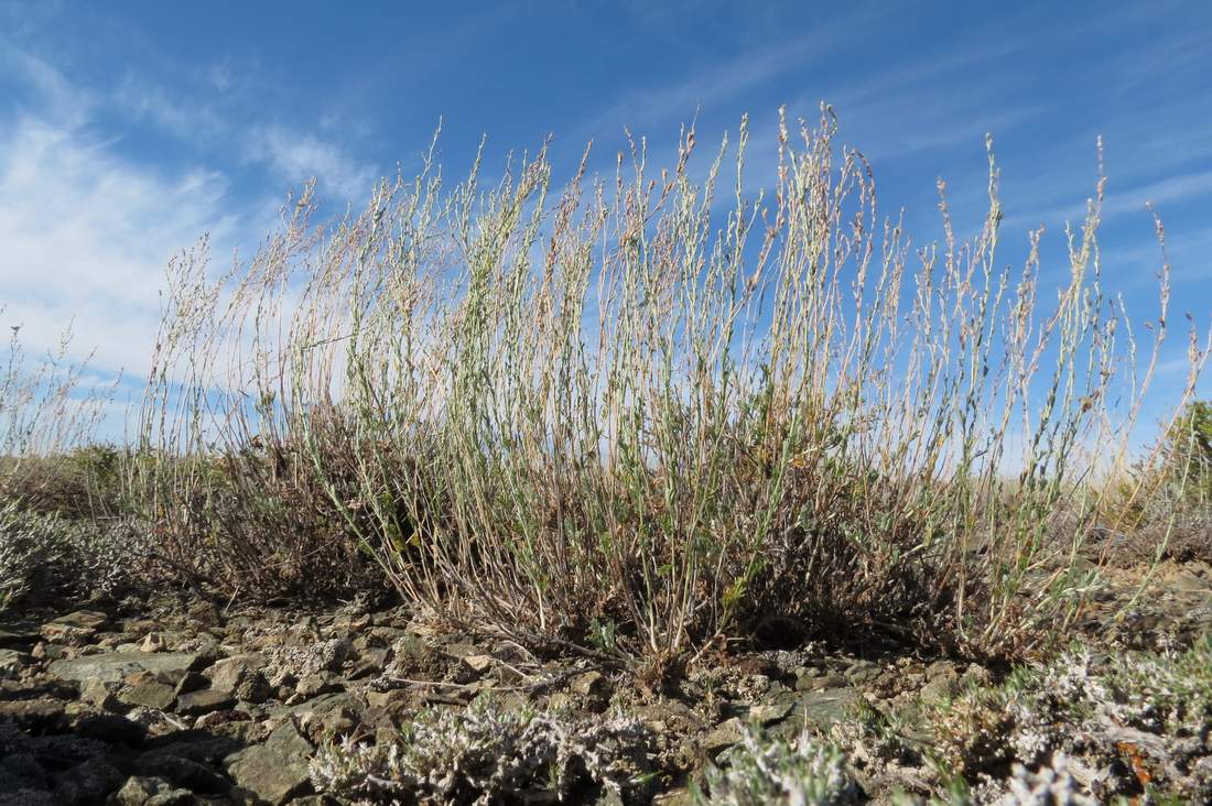 Изображение особи Artemisia sublessingiana.