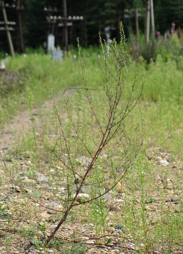 Image of Artemisia campestris specimen.