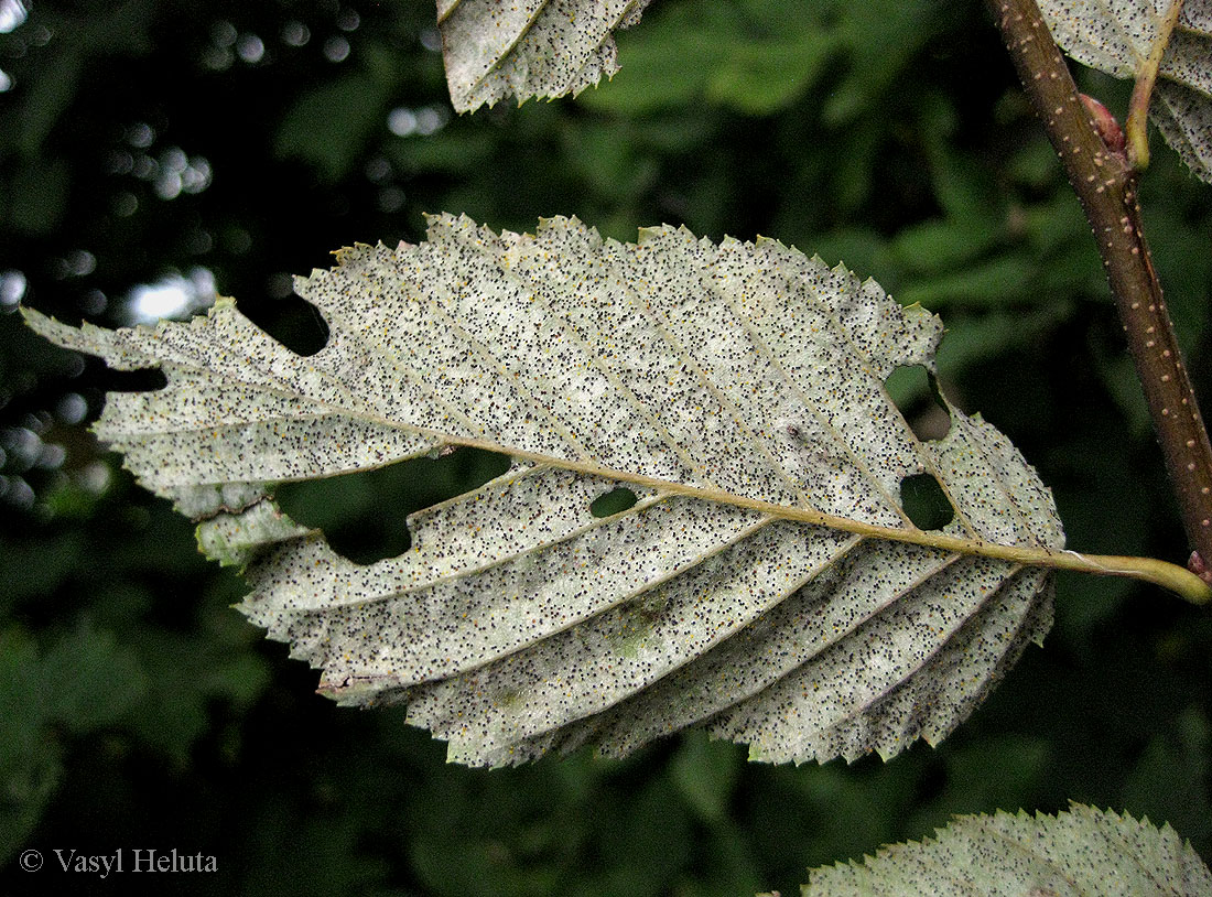 Image of Carpinus betulus specimen.