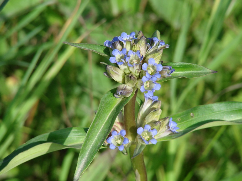 Image of Gentiana macrophylla specimen.