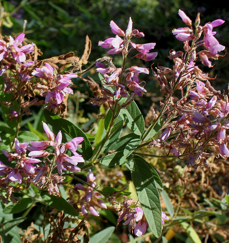 Изображение особи Desmodium obtusum.