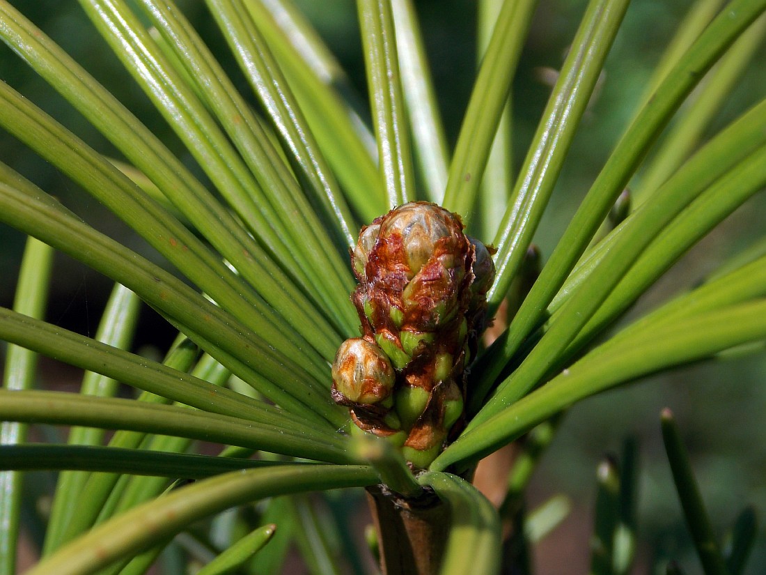 Image of Sciadopitys verticillata specimen.